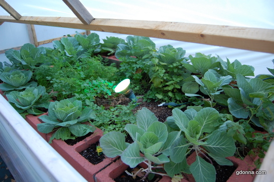 Organic Gardening At Our House